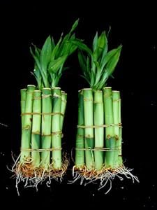 Lucky Bamboo Plant Stalks, 4 Inches Straight, 20 Pieces