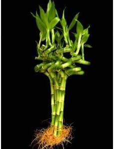 Live Lucky Bamboo Plant, 10 Stalks, 8 Inches Tall, Spiral Style