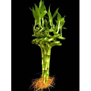 8 stalks of lucky bamboo 10 Stalks Of 8 Inches Spiral Lucky Bamboo