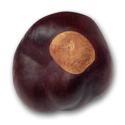 Ohio Buckeye Company Buckeye Nuts - Quarter Size - 25 Nuts
