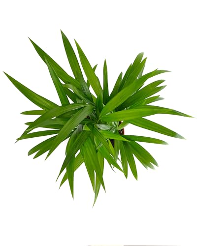Shop Succulents Areca Palm, Live Indoor Plant, Low Maintenance Tropical Palm, Ideal For Home Decor, Office, And Room Enhancement