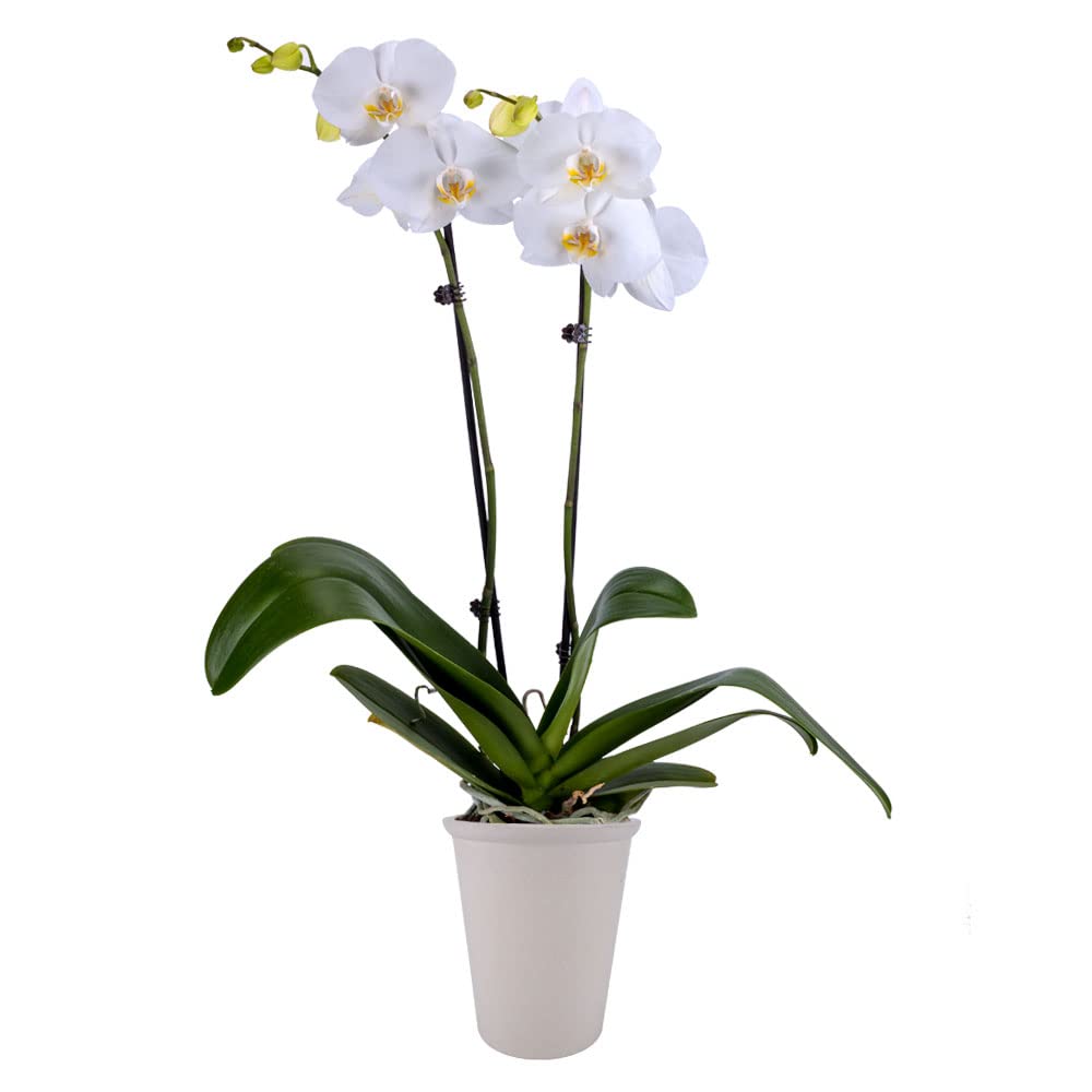 Decoblooms Living White Premium Double Stem Orchid Plant - 5 Inch Blooms - Fresh Flowering Home D Cor, Db00964
