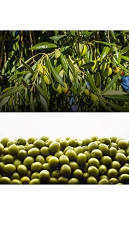 Olivar Santamaria | Extra Virgin Olive Oil | Enhanced Picual Variety | First Cold Pressed | Sdiscomfort-Reducing | High Polyphenol | Perfect For Salad Dressings | Cooking | Frying & Marinades | 169.07 Fl Oz (5 Liter) (Pack Of 3)
