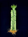 10 Stalks (1 Bundle) of 6'' Straight Lucky Bamboo for Feng Shui or Gifts Sold by JM Bamboo