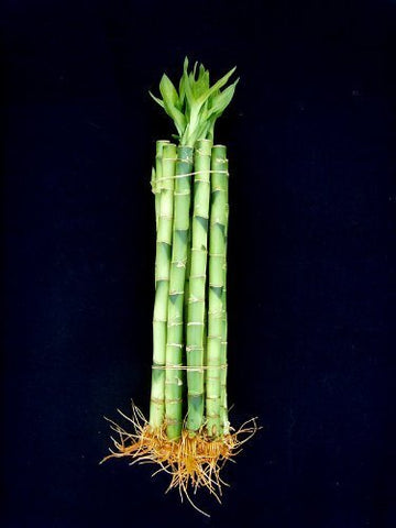 10 Stalks (1 Bundle) of 6'' Straight Lucky Bamboo for Feng Shui or Gifts Sold by JM Bamboo