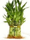 3 Tier Lucky Bamboo (Total +/- 38 Stalks) Comes Built With 4'' 6'' And 8'' Lucky Bamboo