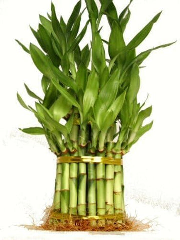 3 Tier Lucky Bamboo (Total +/- 38 Stalks) Comes Built With 4'' 6'' And 8'' Lucky Bamboo