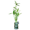 5-Stalk Live Lucky Bamboo Plant Arrangement With Ceramic Vase For Home Office And Gift Easy Care Plant And Lucky Symbol (Panda Vase)
