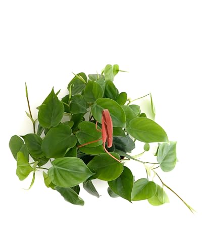 Shop Succulents Philodendron Cordatum Heartleaf Plant, Live Indoor Houseplant, Easy Care Trailing Plant For Home Decor, Office,