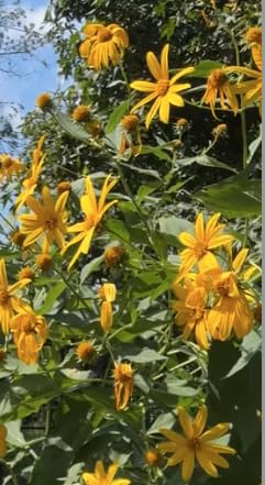 Kejora Fresh Jerusalem Artichokes (Sunchokes Or Sunroot) For Planting Or Eating - 4 Pounds Ship Fedex 2Nd Day Air