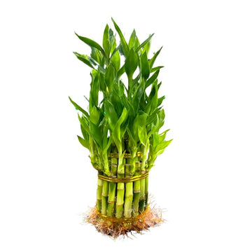 Live Two Tier Lucky Bamboo Plant - Bundle of 15 Stalks - Easy to Grow, Air Purifying, Live Indoor Houseplants Flowers for Home O