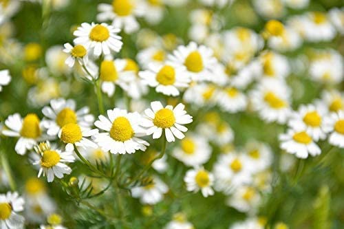 Ancient Foods Organic Chamomile Tea - Caffeine Free Loose Leaf from Greece, 40g