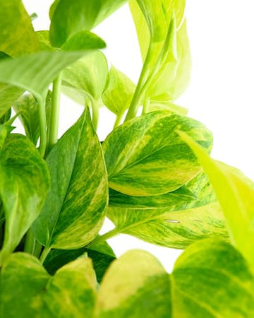 Shop Succulents Pothos Neon Queen Indoor Plant, Low Maintenance, 6 Inch Pot, Vibrant Neon Green and White Variegated Leaves