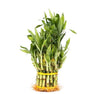 Generic 3 Tier 4'''' 6'''' 8'''' Lucky Bamboo stalks for Feng Shui (Total About 34 Stalks) The Most Elegant Bamboo with Free Pla