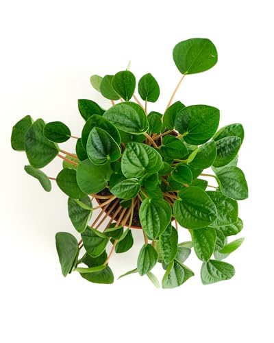 Shop Succulents Peperomia Rana Verde Indoor Plant, Low Maintenance, 6 Inch Pot, Vibrant Green Leaves
