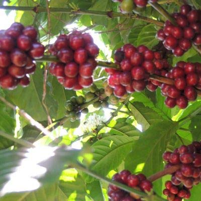 2Lb Fair Trade Organic Certified Guatemalan Whole Bean Medium Roast Coffee, 100% Arabica Specialty Coffee, 32 Ounces, 2 Pounds,