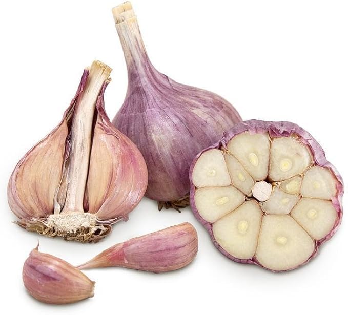 Heirloom Red Garlic (Chesnok) Russian Red Jumbo For Eating & Planting