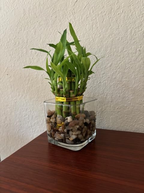 Two Tier Lucky Bamboo Indoor Live Plant In Glass Square Vase With Multi-Colored River Rocks, Live Lucky Bamboo, Feng Shui Plant,