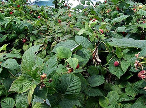 MONTEREY BAY HERB CO Organic Raspberry Leaf Cut & Sifted Tea – 1 LB Bag, 100% Natural, Kosher Berries (Rubus idaeus)