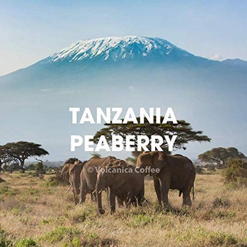 Tanzania Peaberry Coffee, Mount Kilimanjaro, Ground, Fresh Roasted, 16-Ounce