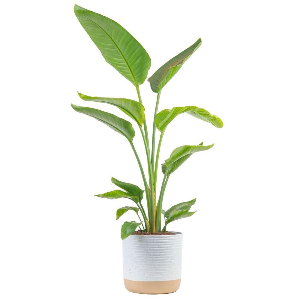 Costa Farms White Bird of Paradise, Strelitzia nicolai, Live Indoor Plant in D cor Planter Pot, Air-Purifying Tropical Housepla