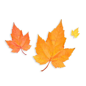 Maple Flavoring For Baking - Water Soluble Flavor for Baking and Cooking - Non-GMO - Gluten Free - Kosher - Vegan - 4 ounces