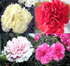 Myseedsco Big Pack - Clove Carnation Seed (5,000 Seeds) - Dianthus Caryophyllus Chabaud Mix - Edible Flower Seeds (Big Pack - Cl