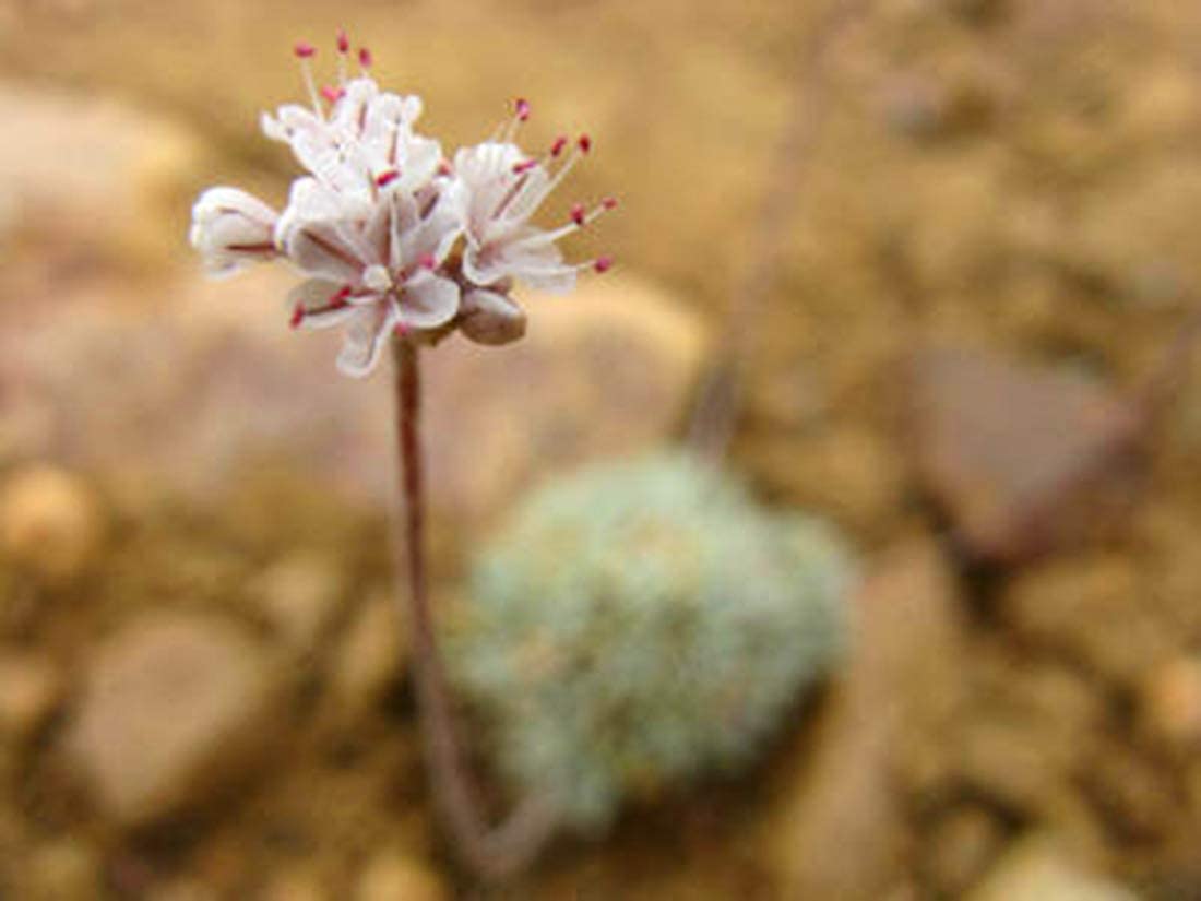 Certified Organic Hulled Buckwheat Groats,Non-Gmo, Raw, Vegan, Bulk (10Lb)