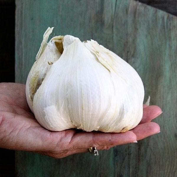 Elephant Garlic. Grown In California. 2 Huge Bulbs. Delicious Milder, Mellower Flavor. Great For Cooking, Eating And Planting. G