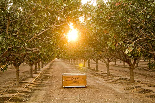 Pistachios Shelled Natural Raw, 30 Lbs. Bulk Case, Kosher (Also Perfect For Making Dubai Chocolate)