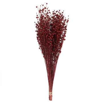 Vickerman Natural Botanicals 20-22" Red Dried Flax Linum, 4 Oz. Bunch.