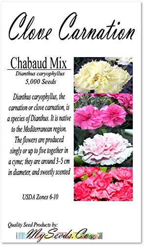 Myseedsco Big Pack - Clove Carnation Seed (5,000 Seeds) - Dianthus Caryophyllus Chabaud Mix - Edible Flower Seeds (Big Pack - Cl