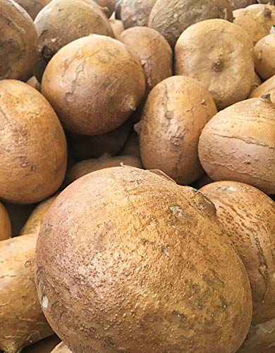 Kejora Fresh Young Jicama 5 Lb