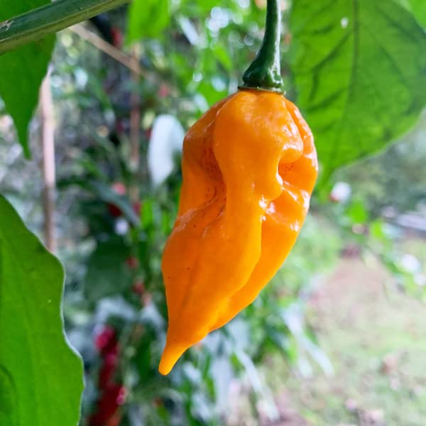 Magic Plant Orange Fatalii Pepper Powder – Very Hot Chili with Citrusy Flavor | 1 Lb