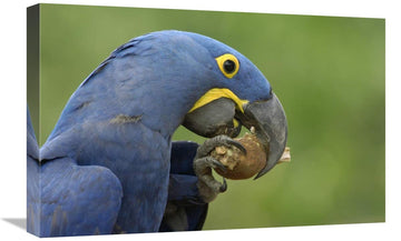 Hyacinth Macaw In Cerrado Habitat Eating Piassava Palm Nuts, Brazil-Canvas Art-24''X16''