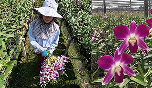 Sunne Tropical Orchidclub Usa Fresh Cut Flowers Dendrobium Orchids (10 Stems Purple)
