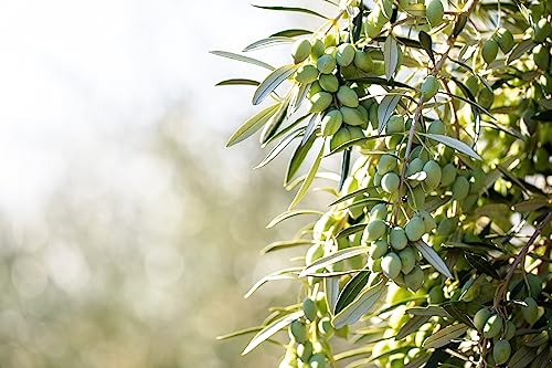 cobram Estates - Evoo california Robust - case Of 6-254 Fz(D0102H54PXT)