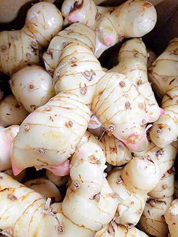 Fresh Galangal from Hawaii (2)