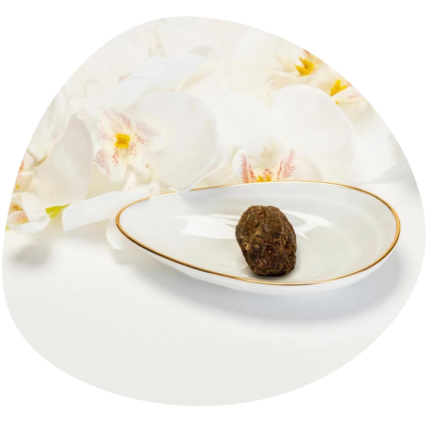 Share Original® Cultured Fermented Japanese Apricot/Plum (3-Pc) - 30+ Months Aged, Includes Description, Swiss Fermented