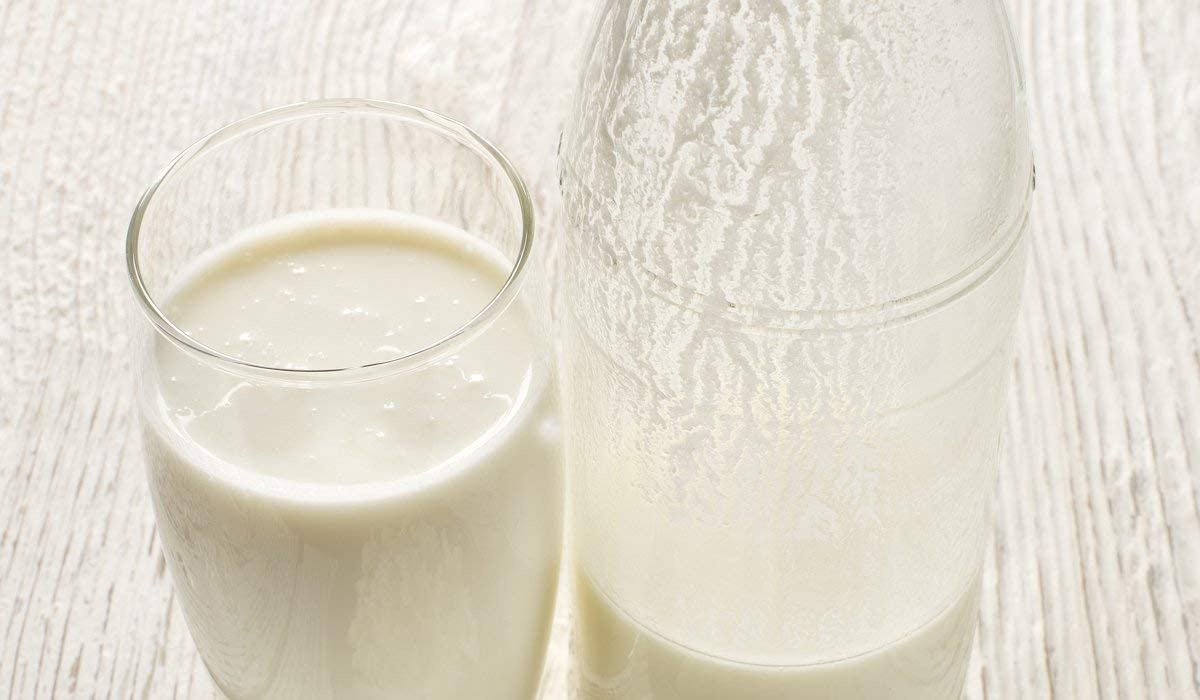 The Spirit Of The Forest Milk Kefir Grains, DIY Probiotic Drink, 0.18 Ounce