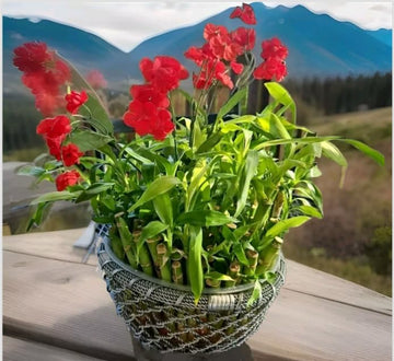 Lucky Bamboo 20 Stalks Of Pure Luck, Free Butterfly Stake, No Green Thumb Required! Just Add Water, Indoor Perennial Plants, Ide