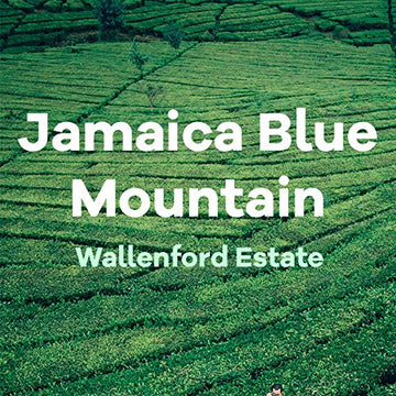 Jamaican Blue Mountain Coffee, Wallenford, 100% Certified, Ground, Fresh Roasted, 16-Ounce
