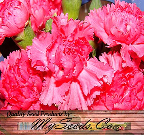 Myseedsco Big Pack - Clove Carnation Seed (5,000 Seeds) - Dianthus Caryophyllus Chabaud Mix - Edible Flower Seeds (Big Pack - Cl