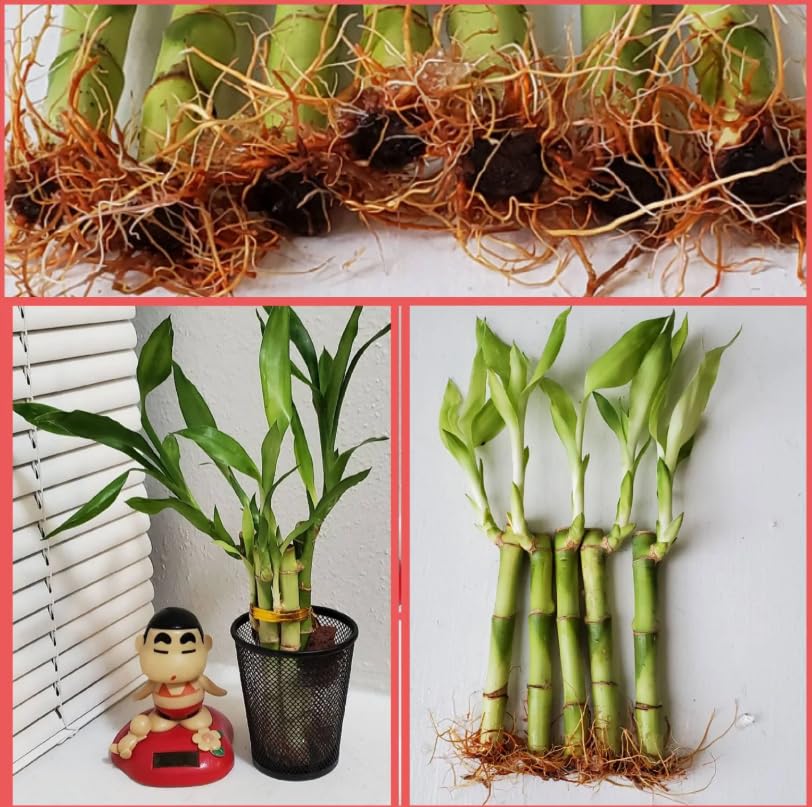 5 Lucky Bamboo Plants 4 Inches With Butterfly Stake, Gift, Perennial Indoor, Bring Positive Energy To Your Home