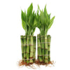 NW Wholesaler - 4 Live Lucky Bamboo Plant - Bundle of 20 Stalks - Live Indoor Houseplants for Home Decor, Live Bamboo Plant, Indoor Low Light Plants, Feng Shui (20)