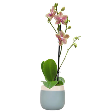 Premium Spotted Live Orchid Plant Blooming in 3.5'' Blue & White Orchid Pot, Live Plants, Gifts for Mother's Day, Approx. 16'' T