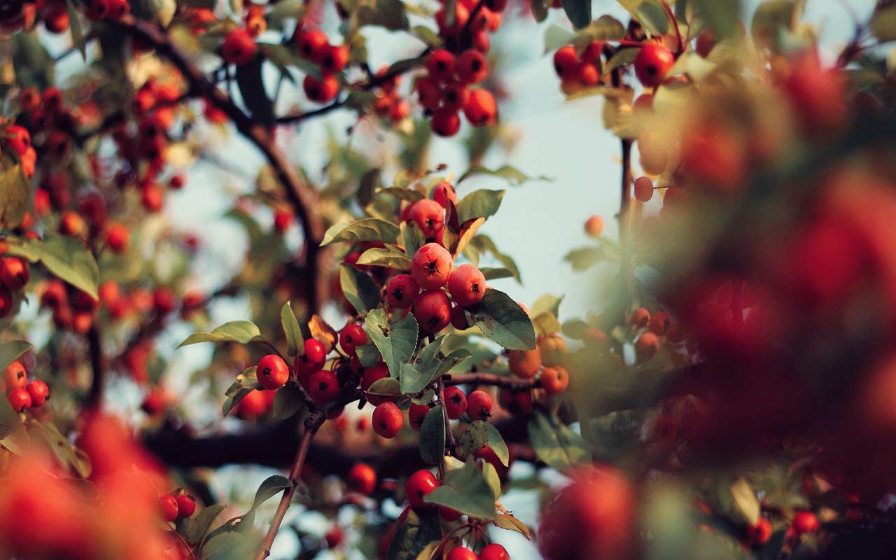 MagJo Whole Rosehips, Wild Harvest, 16 Ounce (Pack of 1), Model SUVELAM
