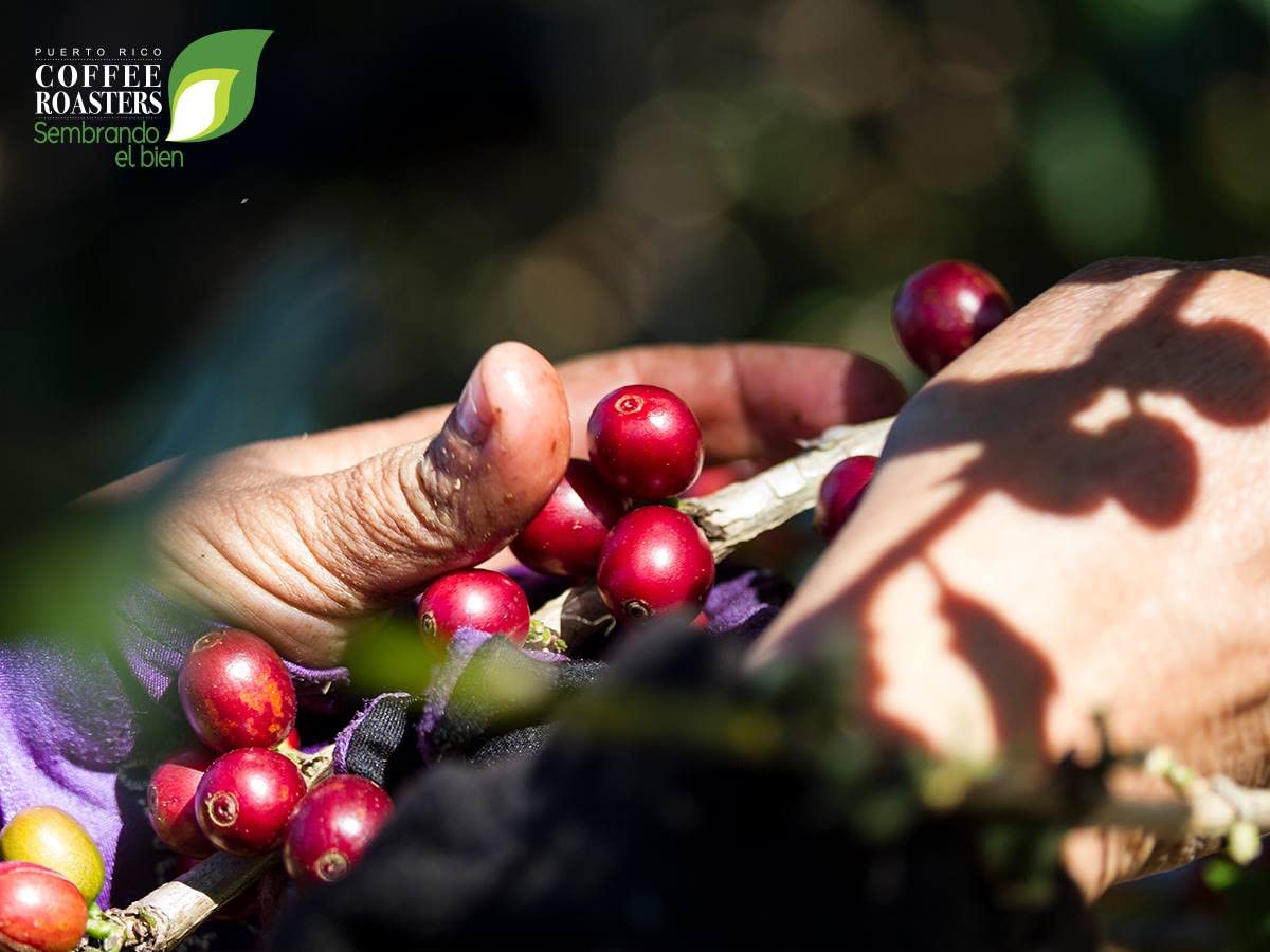 Yaucono, Cafe Crema, And Cafe Rico Ground Coffee From Puerto Rico Variety, 14 Ounce (Pack Of 3)