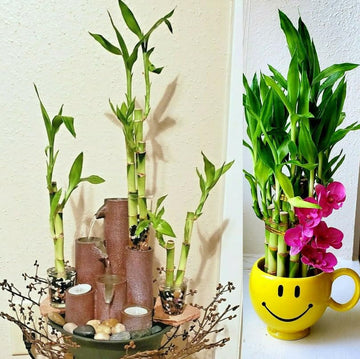 Lucky Bamboo 10 Stalks 4 Inches With Butterfly Stake, No Green Thumb Required! Just Add Water, Indoor Perennial Plants, Ideal Gi