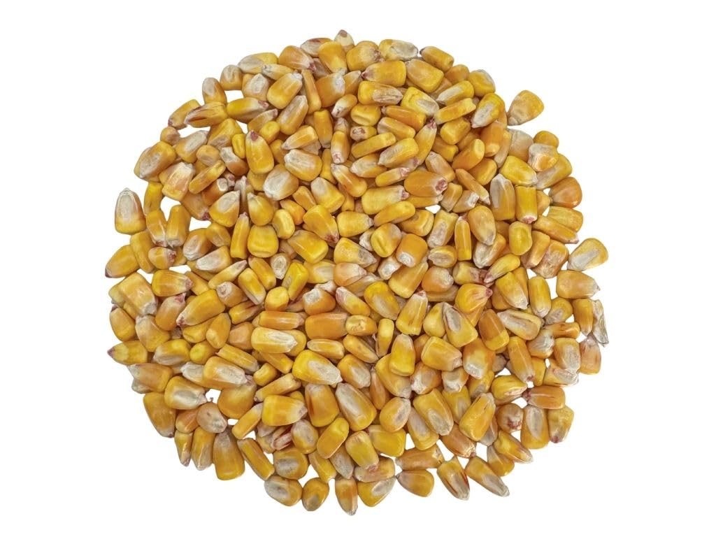 Yellow Corn (Ma?Z Amarillo) - 20Lb Dried Whole Kernels